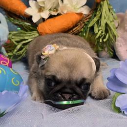 Fawn Girl - Fawn female Pug puppy in Tulsa, Oklahoma from Locust Creek Pugs
