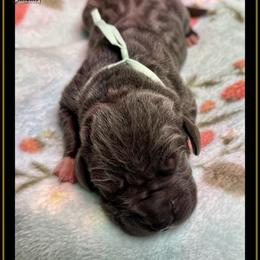 Ezra - Blue female Great Dane puppy in Liberty, New York from Catskills Greatest Danes