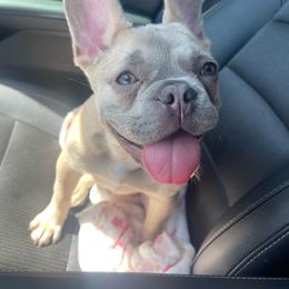 Remi - French Bulldog