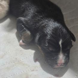 Black tri (with tail) - Black tri-color male Australian Shepherd puppy in Rainsville, Alabama from Chaparro Farm