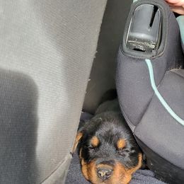 Rottweiler Puppies from Raya's Royals Kennels