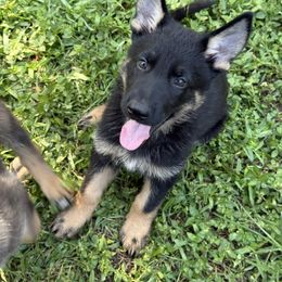 Gray collar - Bi-color male German Shepherd puppy in Inverness Highlands South, Florida from Von der Tetiaroa German Shepherd dogs