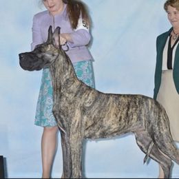 Great Dane All Grown Up from Tom's Great Danes
