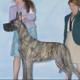 Great Dane All Grown Up from Tom's Great Danes