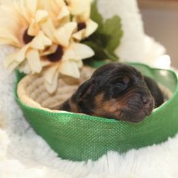 Boy 4 - Dachshund puppy from Murry’s minis