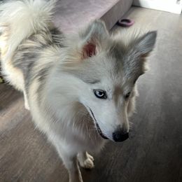 Balto - Pomsky