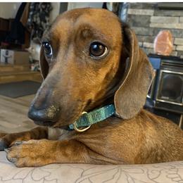 Dachshund Puppies from Yellowstone Dachshunds