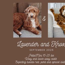 Goldendoodle puppies from Cedarcrest Goldendoodles