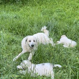 Great Pyrenees from Up A Creek Farm