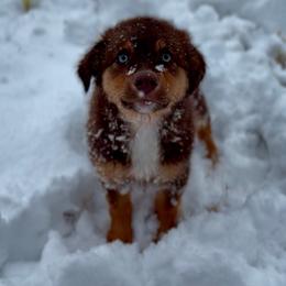 Miniature Australian Shepherd Puppies from Aussies Acre