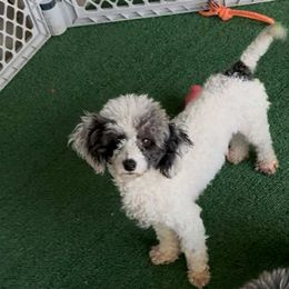 Emmi - White female Poodle puppy in Deltona, Florida from Poodles by CNC