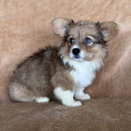 Girl 3 - Fawn female Pembroke Welsh Corgi puppy in Huntington Beach, California from Gingerbread