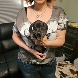 Dachshund Puppies from Dawny's doggies