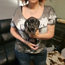 Dachshund Puppies from Dawny's doggies