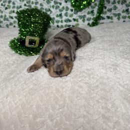 Dachshund Puppies from 208 Weenies
