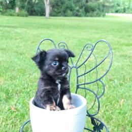 Pascal - Black and tan male Chihuahua puppy in Cedarville, Ohio from Evereve Kennels