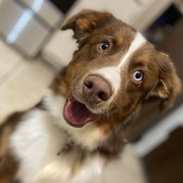 Sonny - Miniature Australian Shepherd