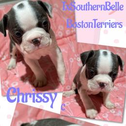 Chrissy - Blue female Boston Terrier puppy in Brazos Point, Texas from TX Southern Belle Boston Terriers