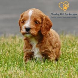 Cockapoo Puppies from Chesley Hill Cockapoos