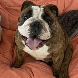 Breez - Bulldog