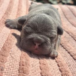 No collar boy - Tricolors male French Bulldog puppy in Salisbury, Maryland from 77 Frenchies Maryland