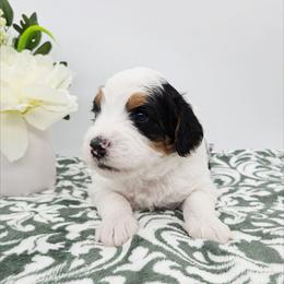 Bingo - Tri-color female Bernedoodle puppy in Granton, Wisconsin from Rose River Farms