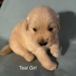 Teal Girl - Golden female Golden Retriever puppy in Sarasota, Florida from Chevaline Goldens