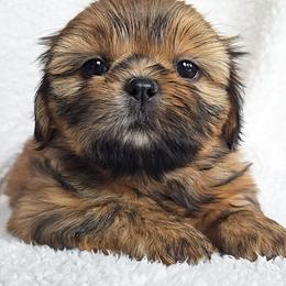 WILLOW - Red female Shih Tzu puppy in Las Vegas, Nevada from Beirin Breige Shih Tzus