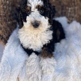 Chocolate crinkle - Tri-color female Bernedoodle puppy in Superior, Arizona from Mountain Bridge Doodles