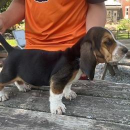 Basset Hounds and Beagles from Bachman’s Kennel