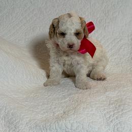 Zoe - Parti female Goldendoodle puppy in Estesburg, Kentucky from Wet Goldendoodle Kisses