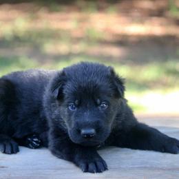 Male-2 - Black male German Shepherd puppy in Cumming, Georgia from Cainedelup