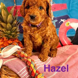 Hazel - Red  female Goldendoodle puppy in Chelan, Washington from North Cascades Doodles
