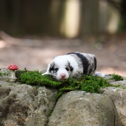 Oyster - Blue merle Border Collie puppy in South Carolina from Blackbird Kennels