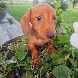 Sienna - Red female Dachshund puppy in Arthur, Illinois from Dachs and Poms