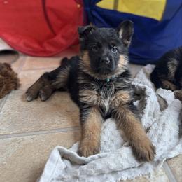 Miss Light Blue - Black and red female German Shepherd puppy in Lawton, Michigan from Free Indeed Shepherds