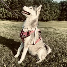 Skyla - Siberian Husky