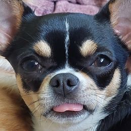 Chihuahuas from North Star Chihuahuas