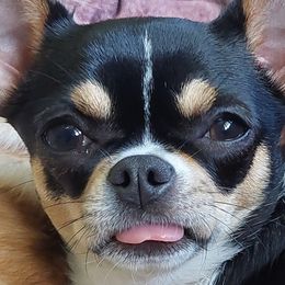 Chihuahuas from North Star Chihuahuas