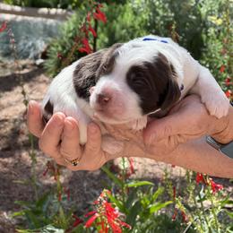 Australian Labradoodle Puppies from Red Rock Doodles
