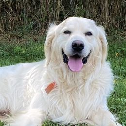 King - Golden Retriever