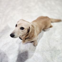Fynn - Dachshund