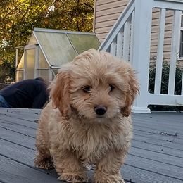 Buddy - Apricot male Cavapoo puppy in Walterboro, South Carolina from Puddlejumpers