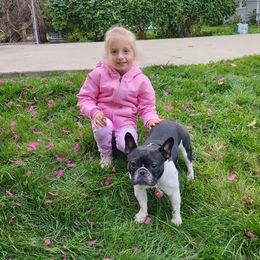 Edith - French Bulldog