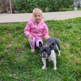 Edith - French Bulldog