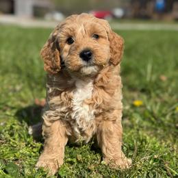 Willie - Apricot male Goldendoodle puppy in Nortonville, Kentucky from Deb’s KY Doodles