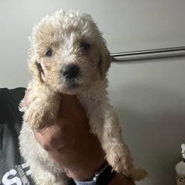 Cotton - Cream male Goldendoodle puppy in Baldwin, Georgia from Simmons F1b Goldendoodles