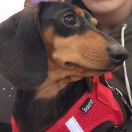 Lily - Dachshund