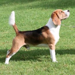 Beagle All Grown Up from Barrister Beagles