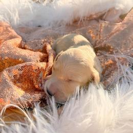 Finn - Cream male Dachshund puppy in New Albany, Mississippi from Double A. Doxies